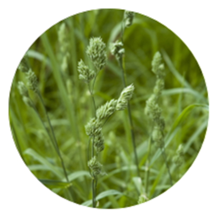 Orchard - Alfalfa Sprouts (1040x432), Png Download