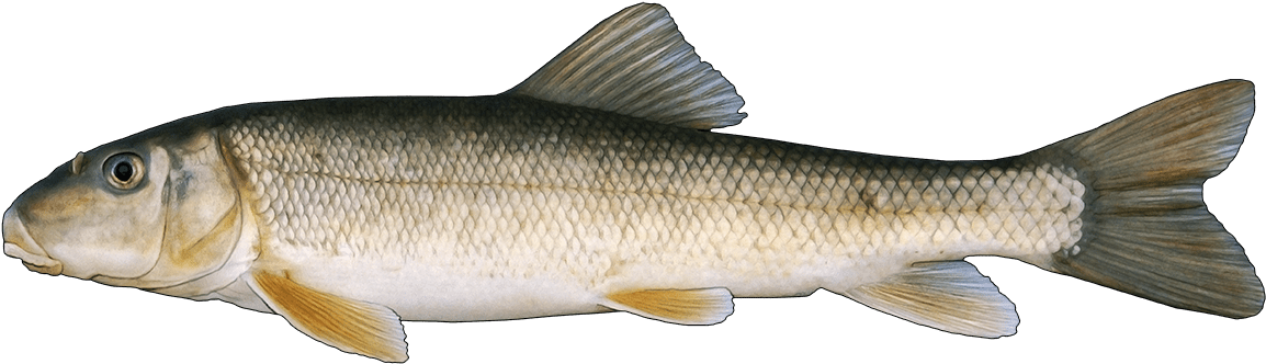 Http - //www - Fishbuoy - Com/images/images/fish Species - Coastal Cutthroat Trout (1200x365), Png Download