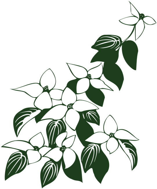 Cornus Kousa, Dogwood, Flowers, Green, Simple - Dogwood Flower Png (600x720), Png Download
