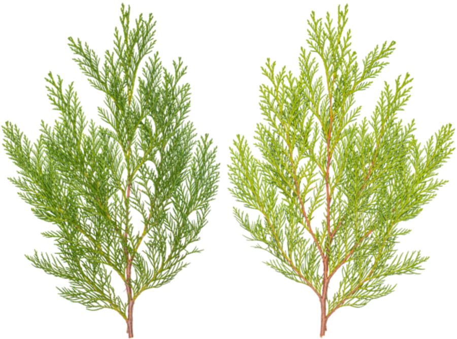 Pond Pine (900x668), Png Download