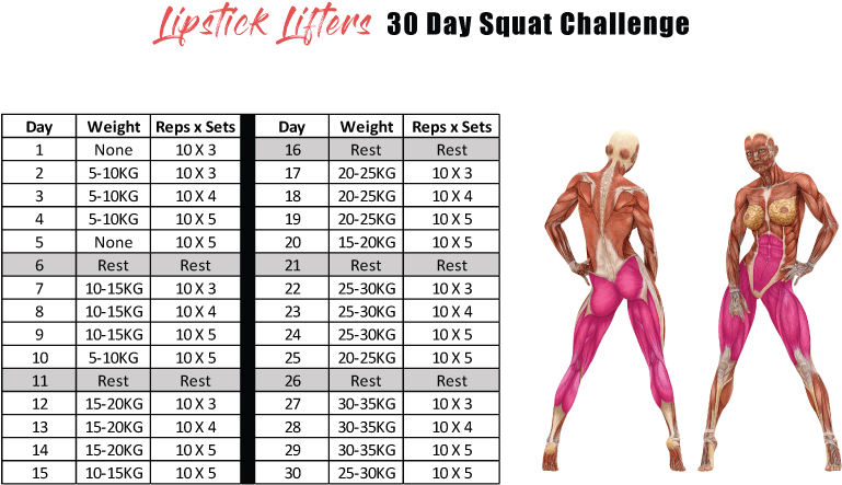 Let's Squat - Female Muscle Anatomy Model (842x595), Png Download