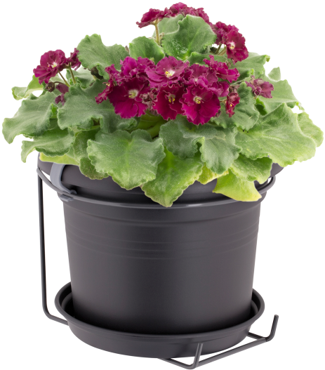 Home > Collection > Green Basics Potholder Allin1 Metal - Pericallis (750x750), Png Download