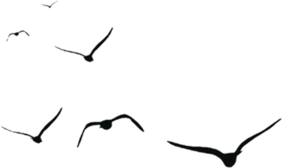 #birds #aves #pájaros #black #shadow - Bird (1024x1007), Png Download