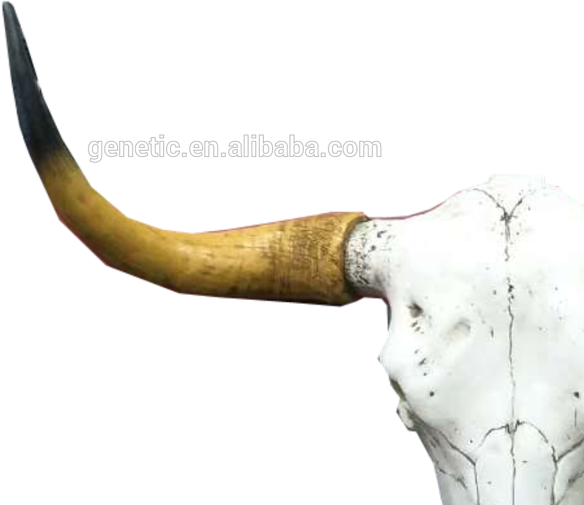 China Cow Skull, China Cow Skull Manufacturers And - Skull (1000x1000), Png Download