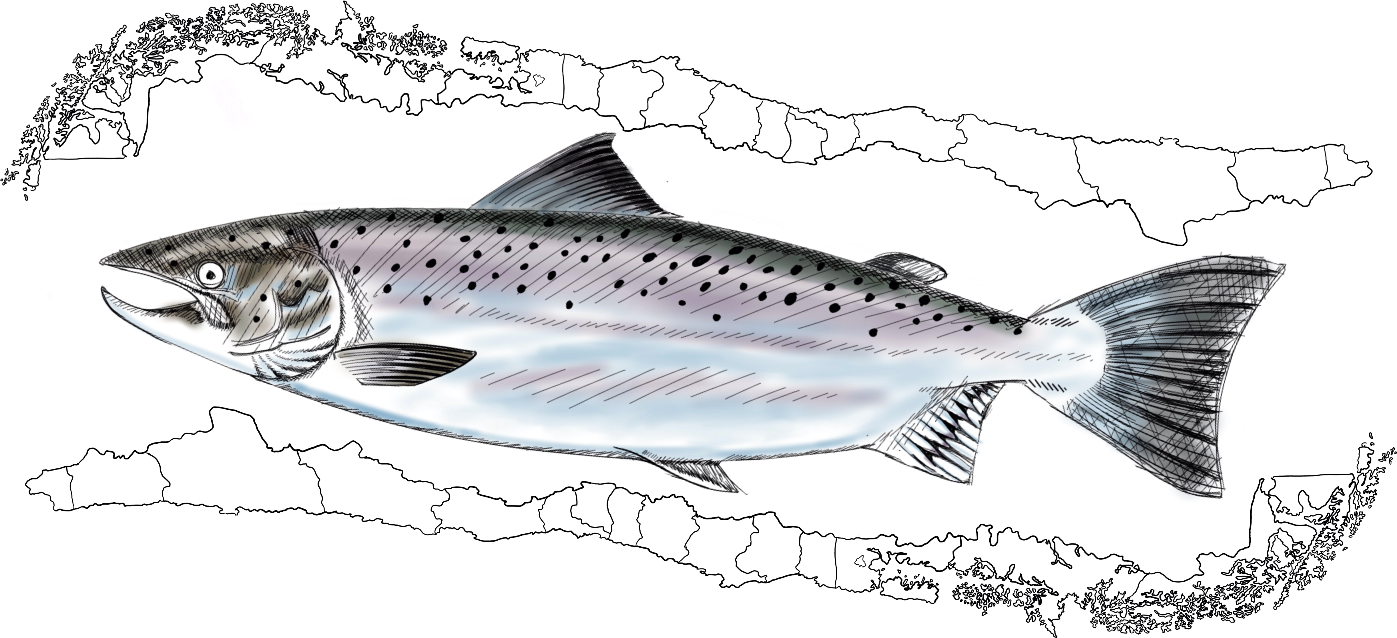 Chilean Salmon Farming Plays An Important Role On Numerous - Brown Trout (5493x2835), Png Download