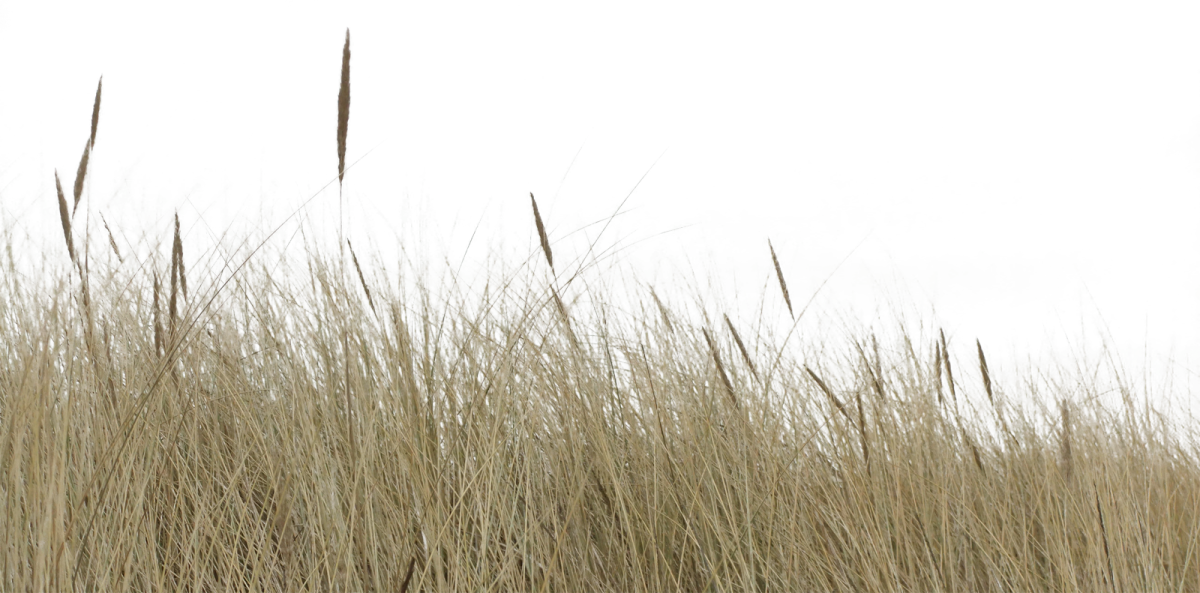 Fotomontagem, Paisagismo, Pessoas, Colagem De Arquitetura, - Tall Grass Cut Out (1200x593), Png Download