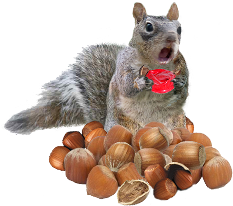 These Nuts Look So Real, Your Friends Won't Be Able - Fox Squirrel (1200x400), Png Download