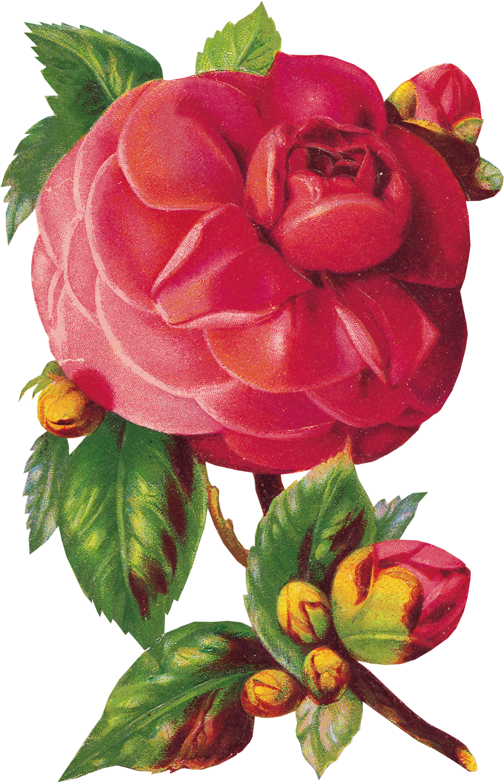 Fleur D Amie (1100x1634), Png Download