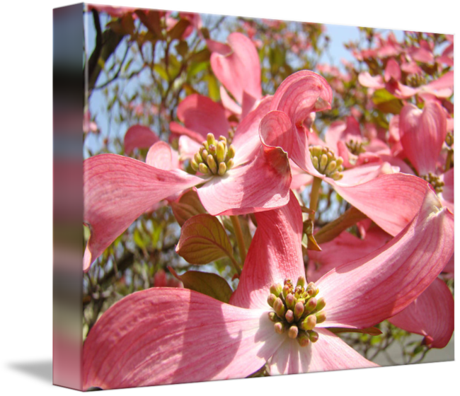 Canvas Print Pink Bloom Dogwood Flower Cornus Stretched - Flowering Dogwood (650x560), Png Download
