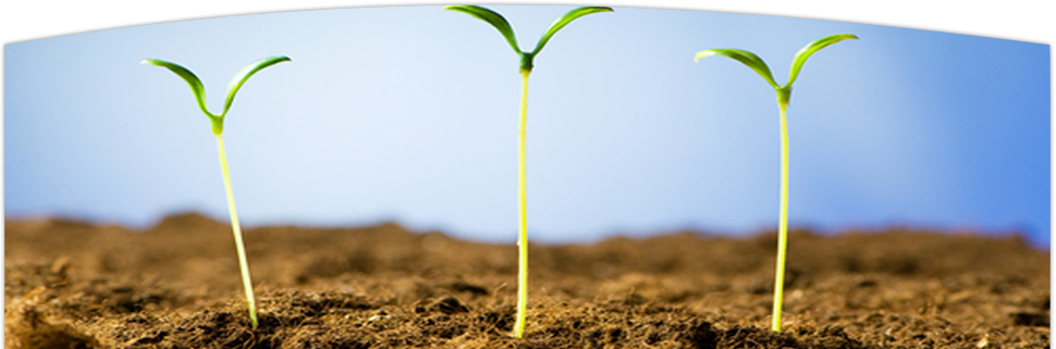 Plant Stem (970x321), Png Download