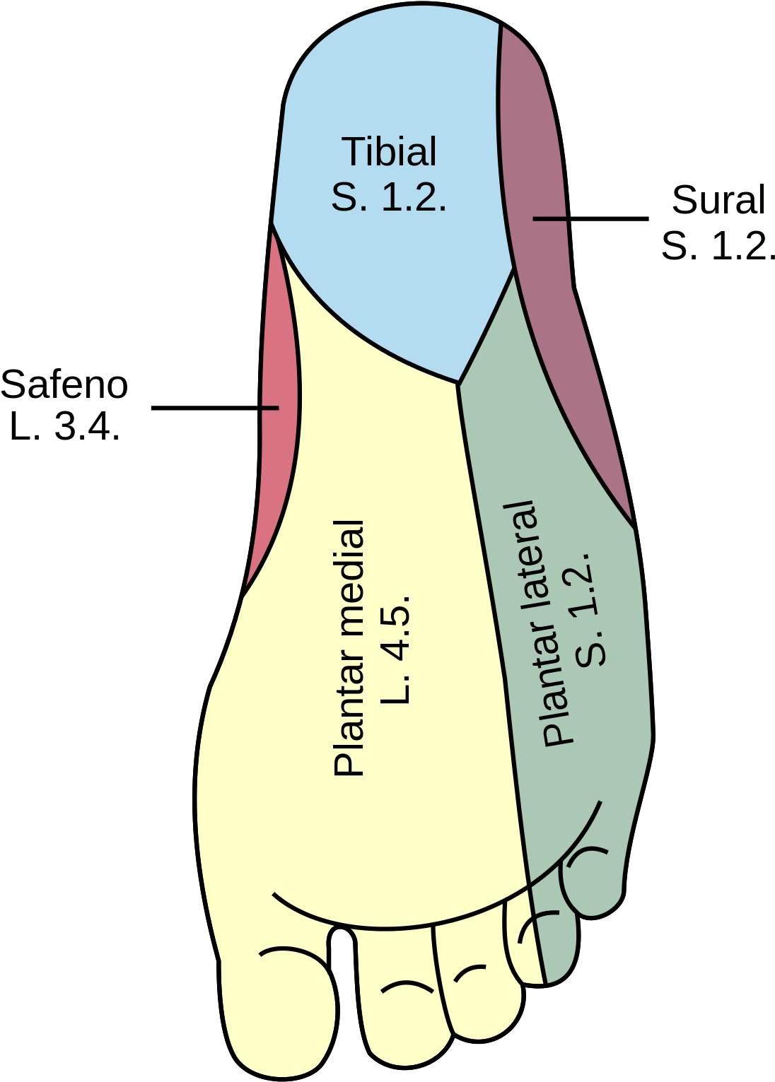 Medial Plantar Nerve (1200x1594), Png Download