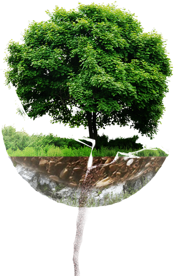 Trees & Grass Png (894x894), Png Download