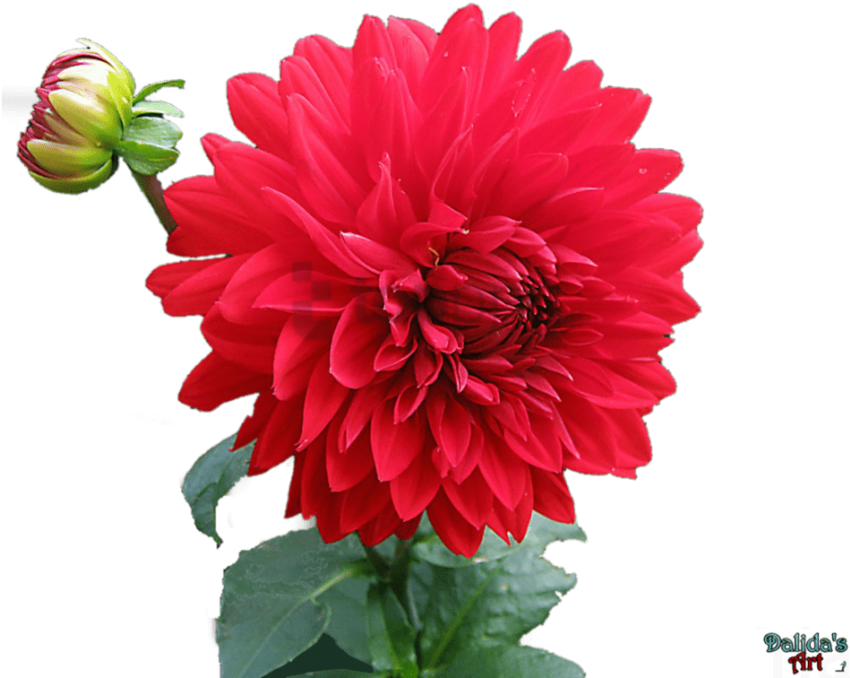 Free Png Download Beautiful Nature Love Birds Png Images - Nature Love Images Hd (850x729), Png Download