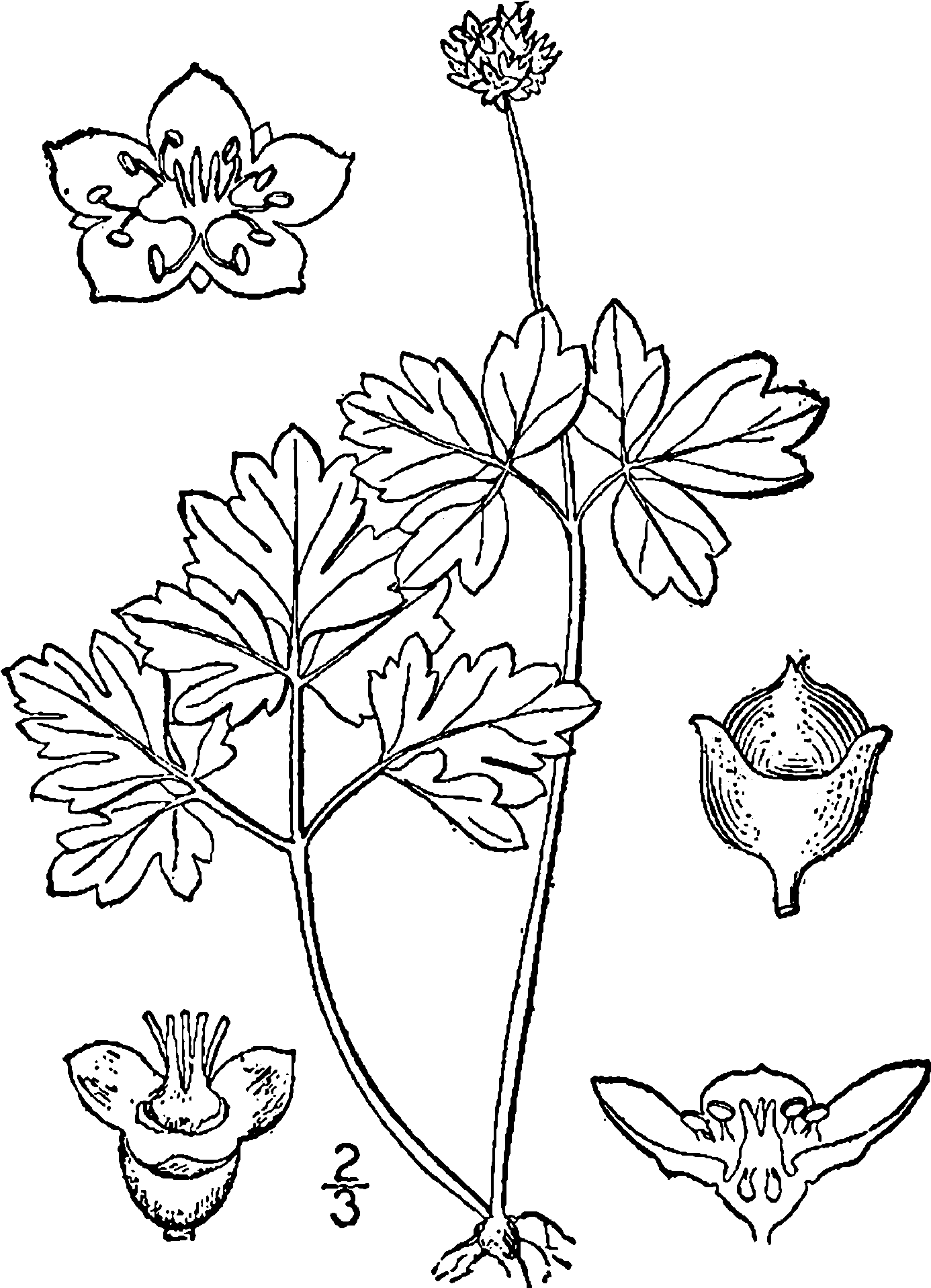 Adoxa Moschatellina Drawing - Line Art (1429x2000), Png Download