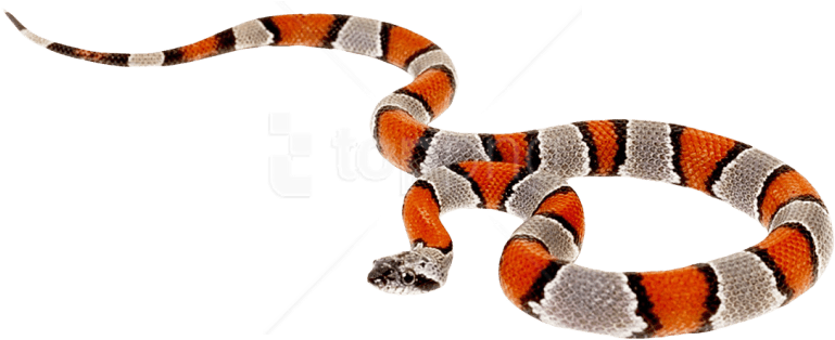 Free Png Download Snake Png Images Background Png Images - False Coral Snake Png (850x431), Png Download