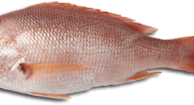 Meat Clipart Long Fish - Carne De Pescado Png (640x480), Png Download