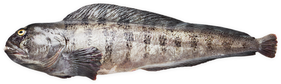 Wolffish - Gulf Flounder (1056x616), Png Download
