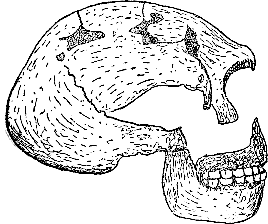 File Britain Fig Png - Line Art (1092x924), Png Download