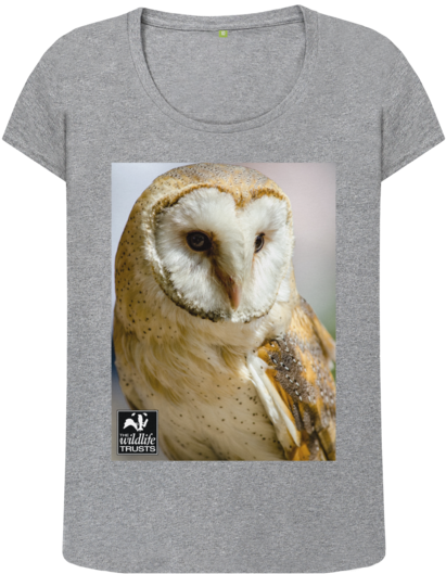 Athletic Grey Barn Owl Top - Bird Wallpaper Portrait (640x674), Png Download
