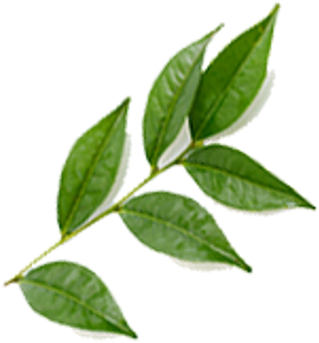 Hand-picked And Sorted By Our Partner Farms In Its - Bud (600x567), Png Download