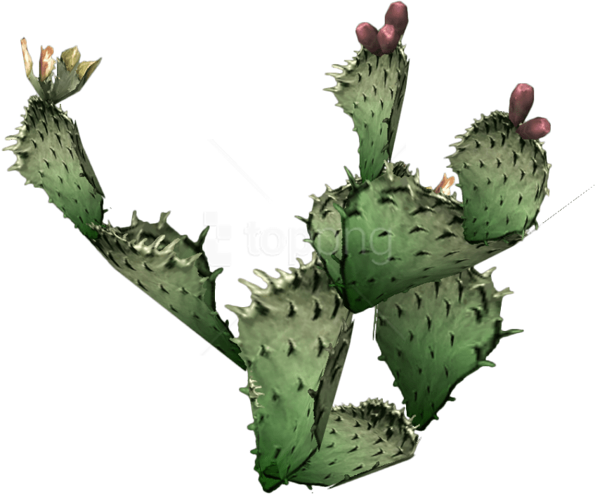 Download Free Png Download Cactus Png 9 Png Images Background ...