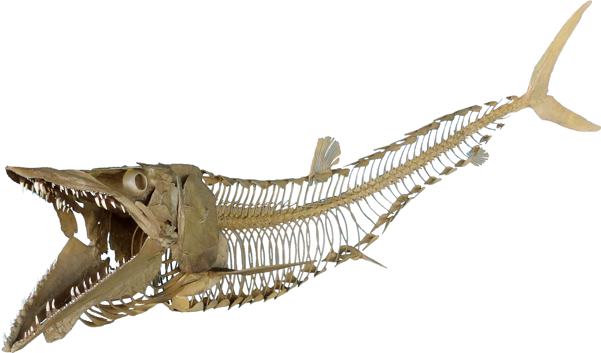 Cimolichthys Sign, Cimolichthys Skeleton - Fish Fossil Png (1920x1207), Png Download