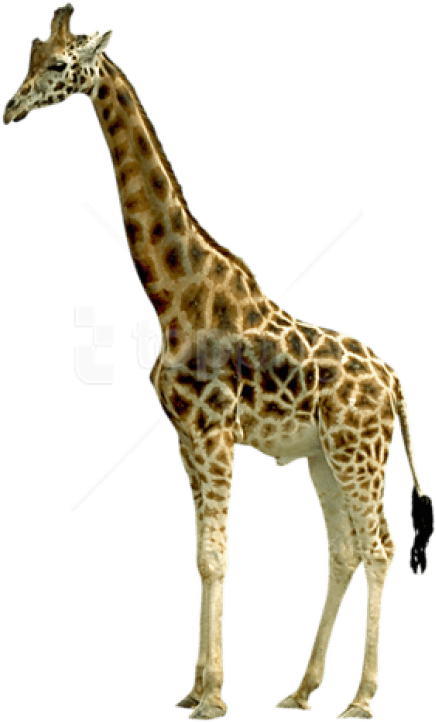 Free Png Giraffe Png Images Transparent - Giraffe (480x775), Png Download