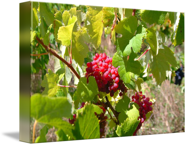 Uvas Png - Seedless Fruit (650x504), Png Download