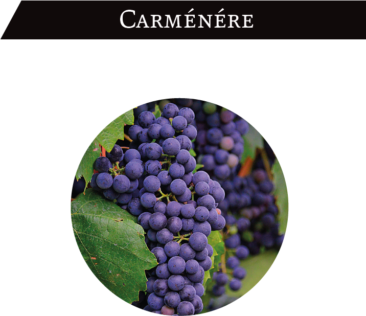 It Is Chile's Emblematic Red Grape - Seedless Fruit (715x652), Png Download