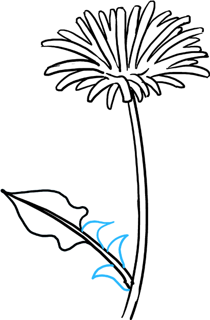 How To Draw Dandelion - Draw A Dandelion (680x678), Png Download