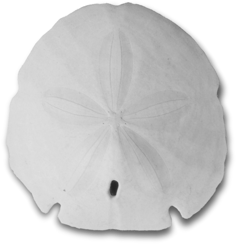 Sand Dollar (1185x1171), Png Download