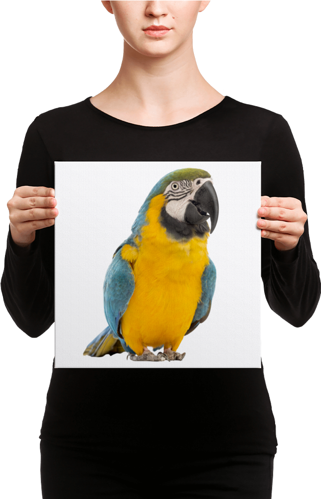 Macaw Canvas - Canvas (1000x1000), Png Download