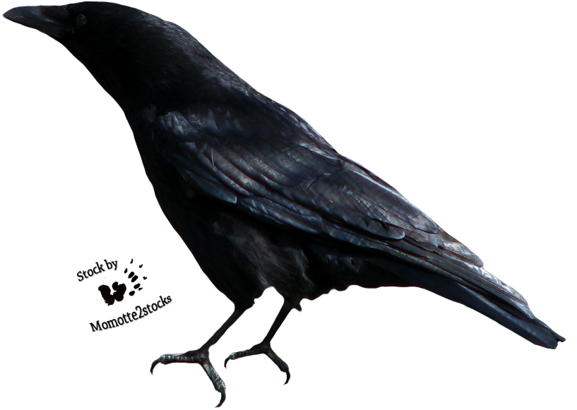 Svg Download Cut Out Stock Png Perching By Momotte - Crow Clipart Black And White (829x596), Png Download