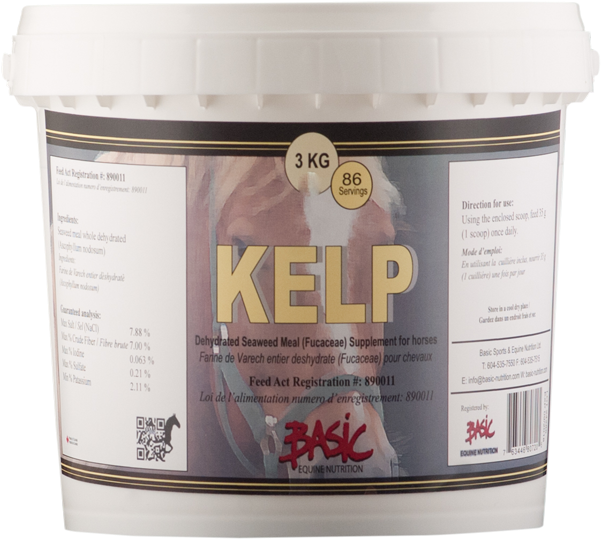 Kelp - Horse (700x700), Png Download