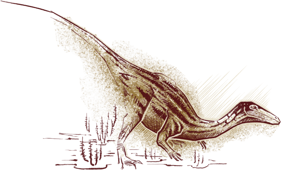Early Dinosaurs, Like Coelophysis Illustrated Here - Sketch (1000x750), Png Download