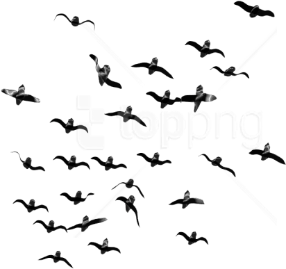 Free Png Download Birds Png Images Background Png Images - Transparent Flocks Of Bird (850x428), Png Download