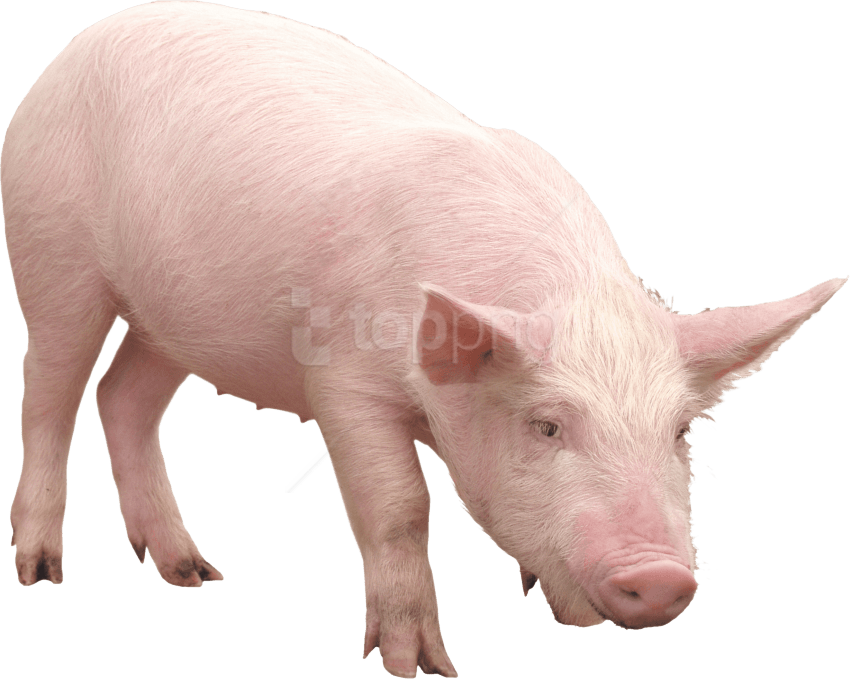 Free Png Download Pink Pig Png Images Background Png - Pig Transparent (850x679), Png Download