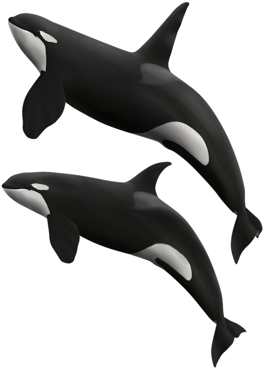 Killer Whales - Killer Whale (720x800), Png Download
