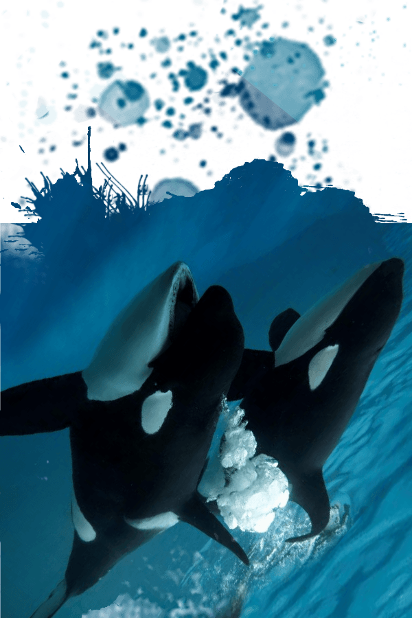 Killer Whale (600x900), Png Download