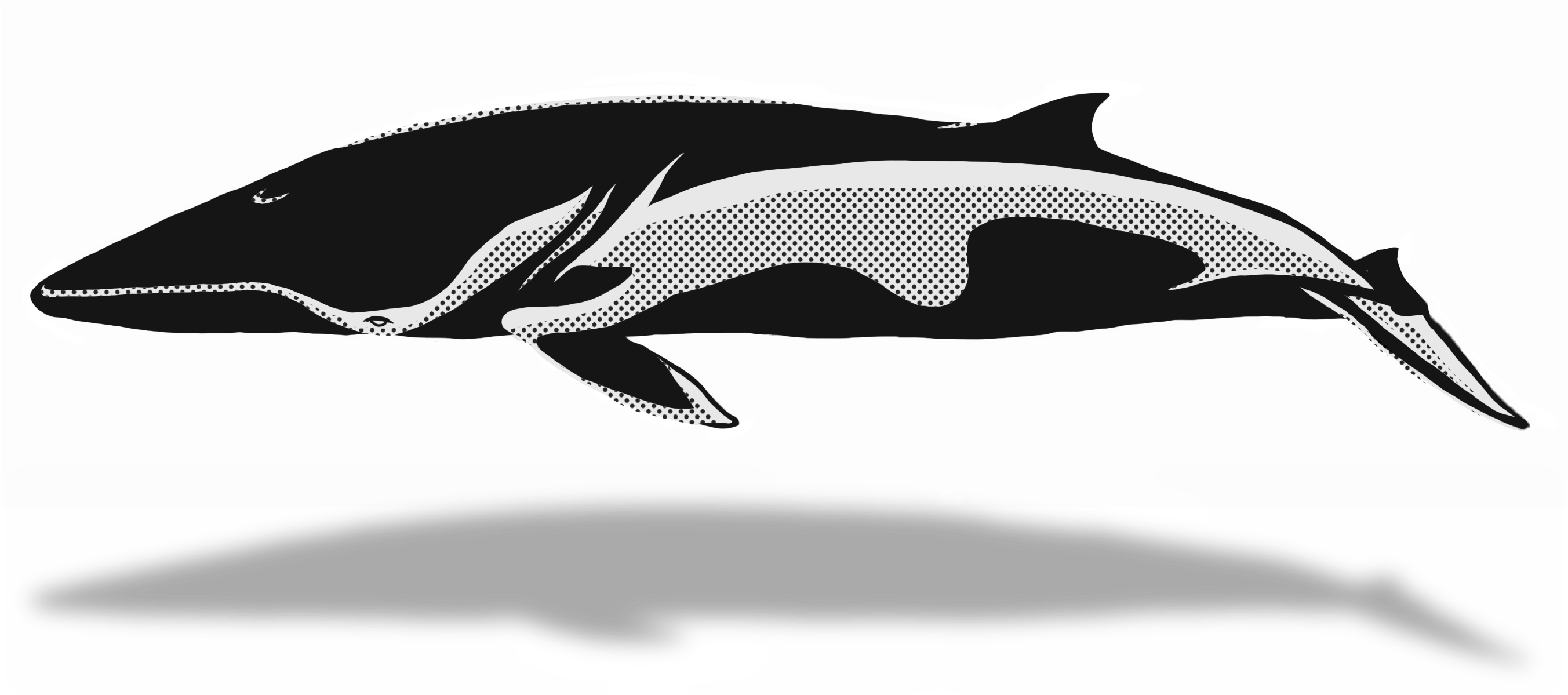 Blue Whale Clipart Minke Whale - Pacific Sturgeon (2880x1800), Png Download