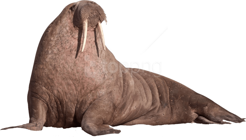 Download Walrus Sitting On The Ground Png Images Background - Walrus Transparent (850x485), Png Download