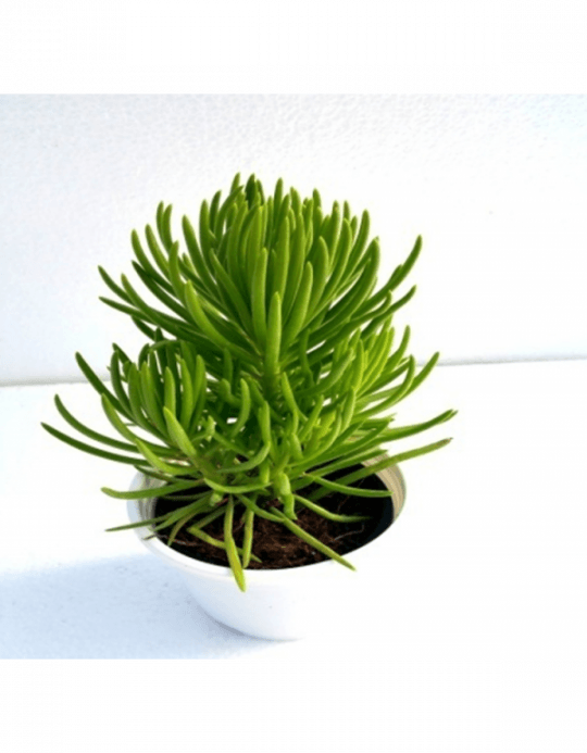 Succulent Bush Senecio (540x693), Png Download