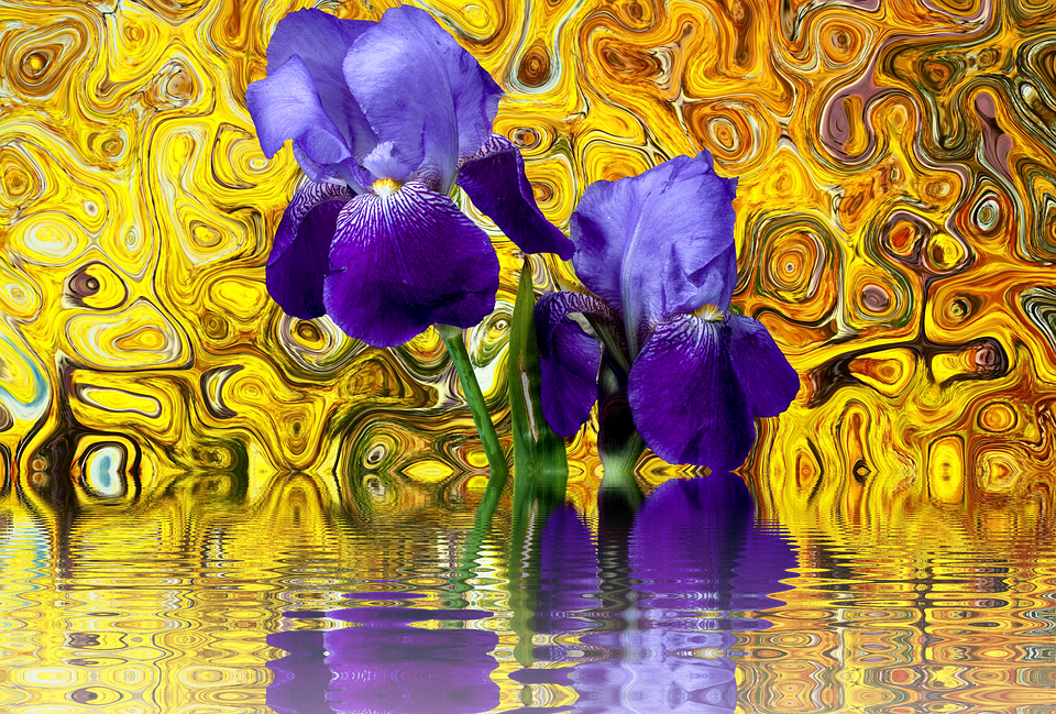 Iris, Flower, Blossom, Bloom, Purple, Violet, Isolated - Iris Versicolor (960x649), Png Download