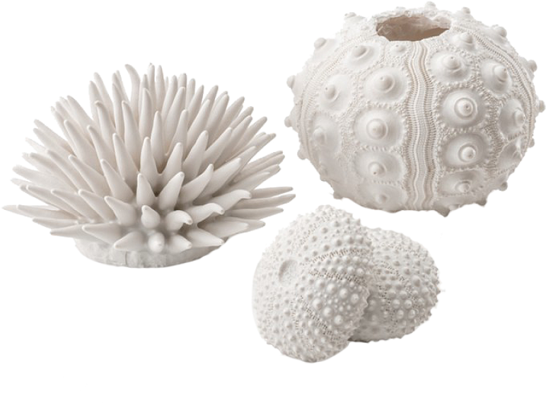 Biorb Sea Urchins Set (910x1155), Png Download