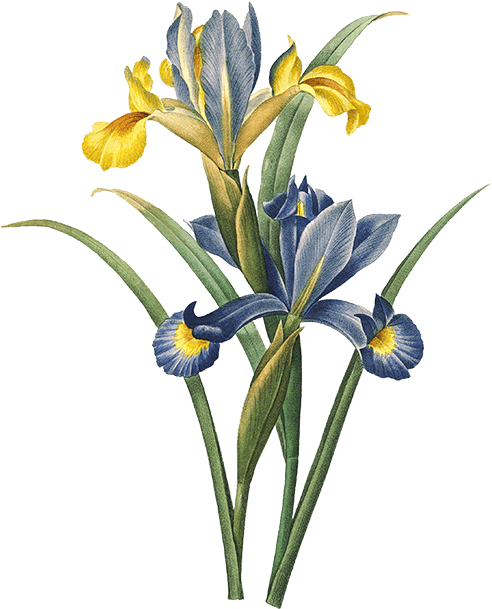 Play - Pierre-joseph Redouté (800x800), Png Download