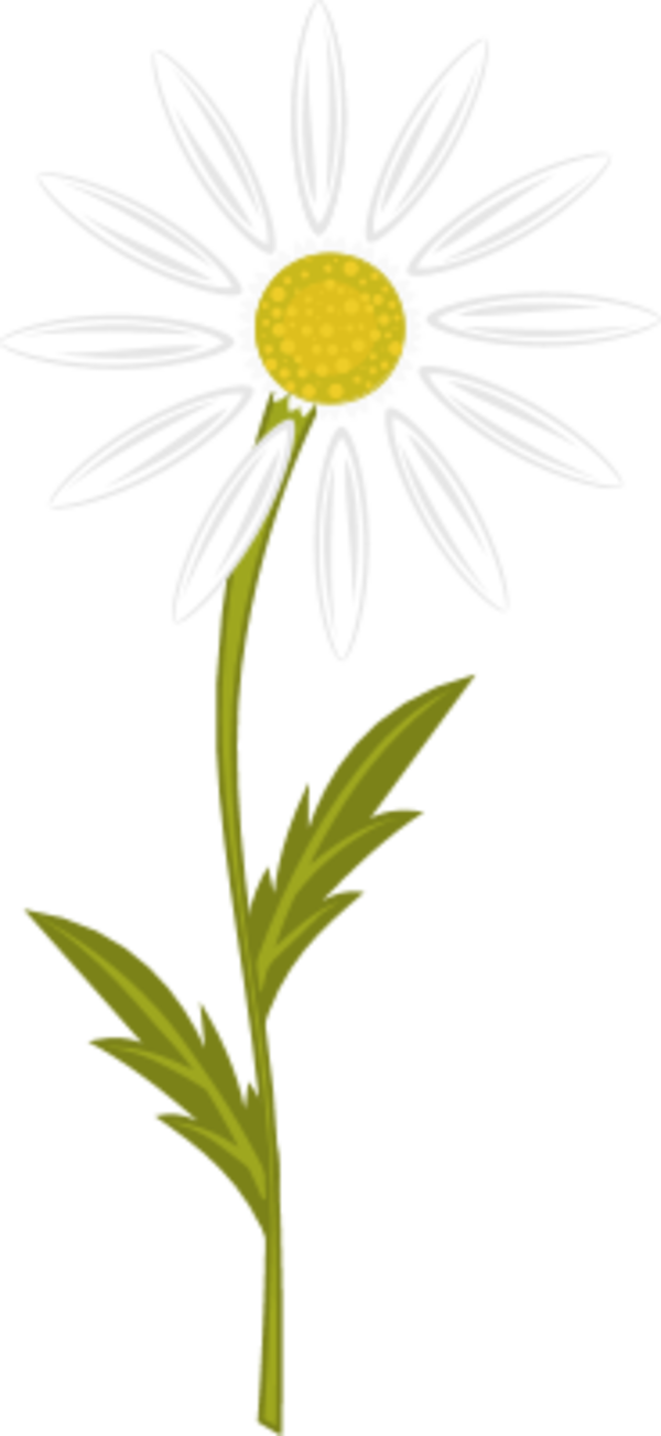 Chamomile Pictures - Camomile Clipart (600x1304), Png Download