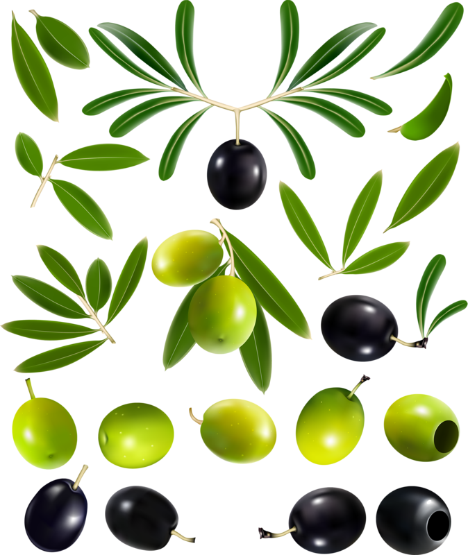 Фотки Free Vector Graphics, Vector Free Download, Tree - Olive Vector Free Download (674x800), Png Download
