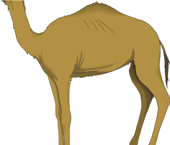 Camels Clipart Camle - Animals Camel Clipart (640x480), Png Download