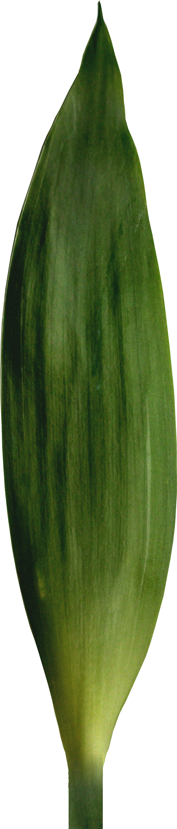 Bamboo Stem 3 Bamboo Leaf - Vase (900x2900), Png Download