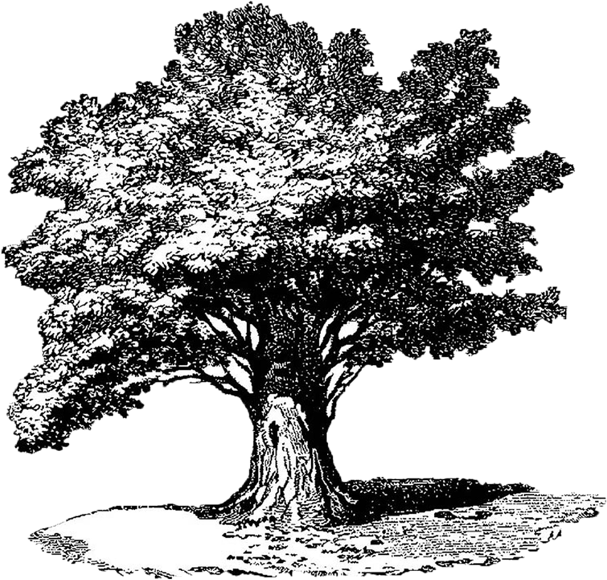 Árvore É Um Vegetal De Tronco Lenhoso Cujos Ramos Só - Illustration (1398x1198), Png Download